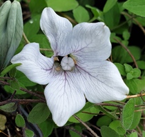 Codonopsis ovata 